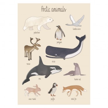 Poster - Animaux de l'Arctique