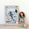 Poster pédagogique + 45 stickers - Requins (6-12 ans)